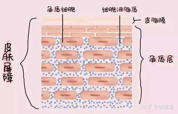 如何判断皮肤屏障受损?