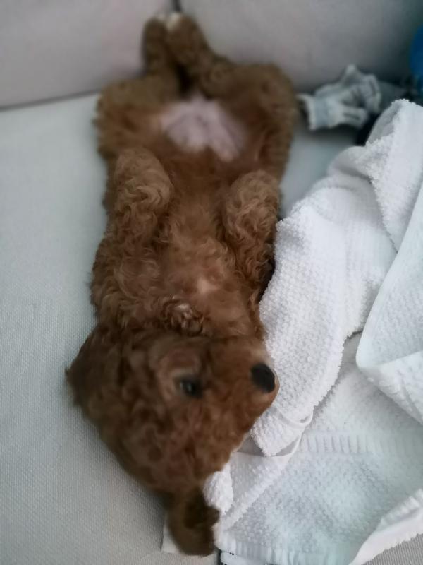 记我家的goldendoodle(金德利犬)