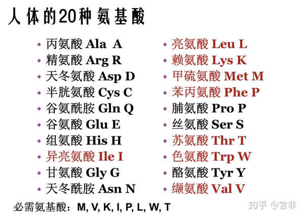 人体的    种氨基酸