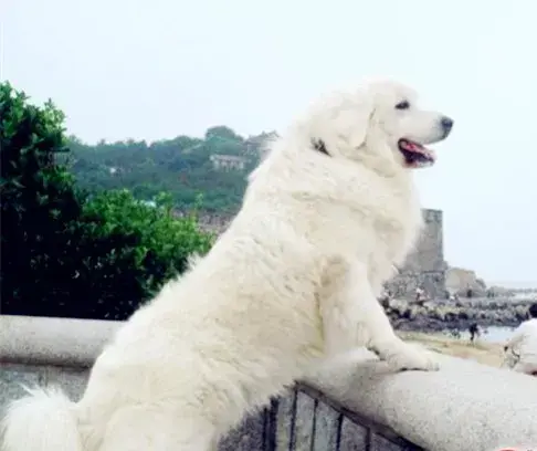 每日一宠 大白熊犬