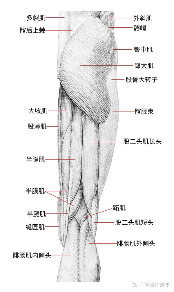 坚持学画:人体结构之肌肉部分——髋部和大腿肌