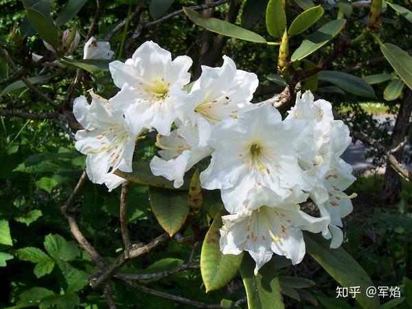 大白杜鹃-rhododendron decorum