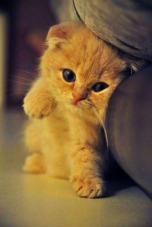 梳个毛而已,猫崽子居然摔门给我脸色看?
