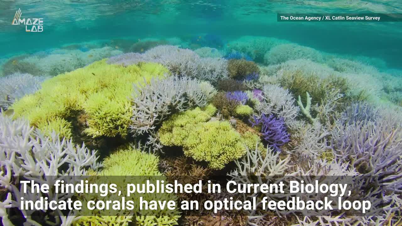 珊瑚彩色白化colorful coral bleaching——鲜艳的珊瑚一定是生命力