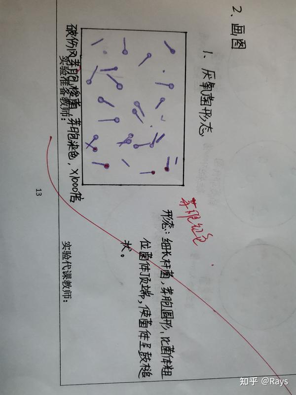 医学微生物学实验绘图