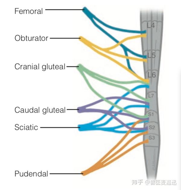 一分钟了解神经学检查-胫前肌反射(cranial tibial reflex)