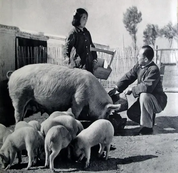 1950年代的养猪农户.