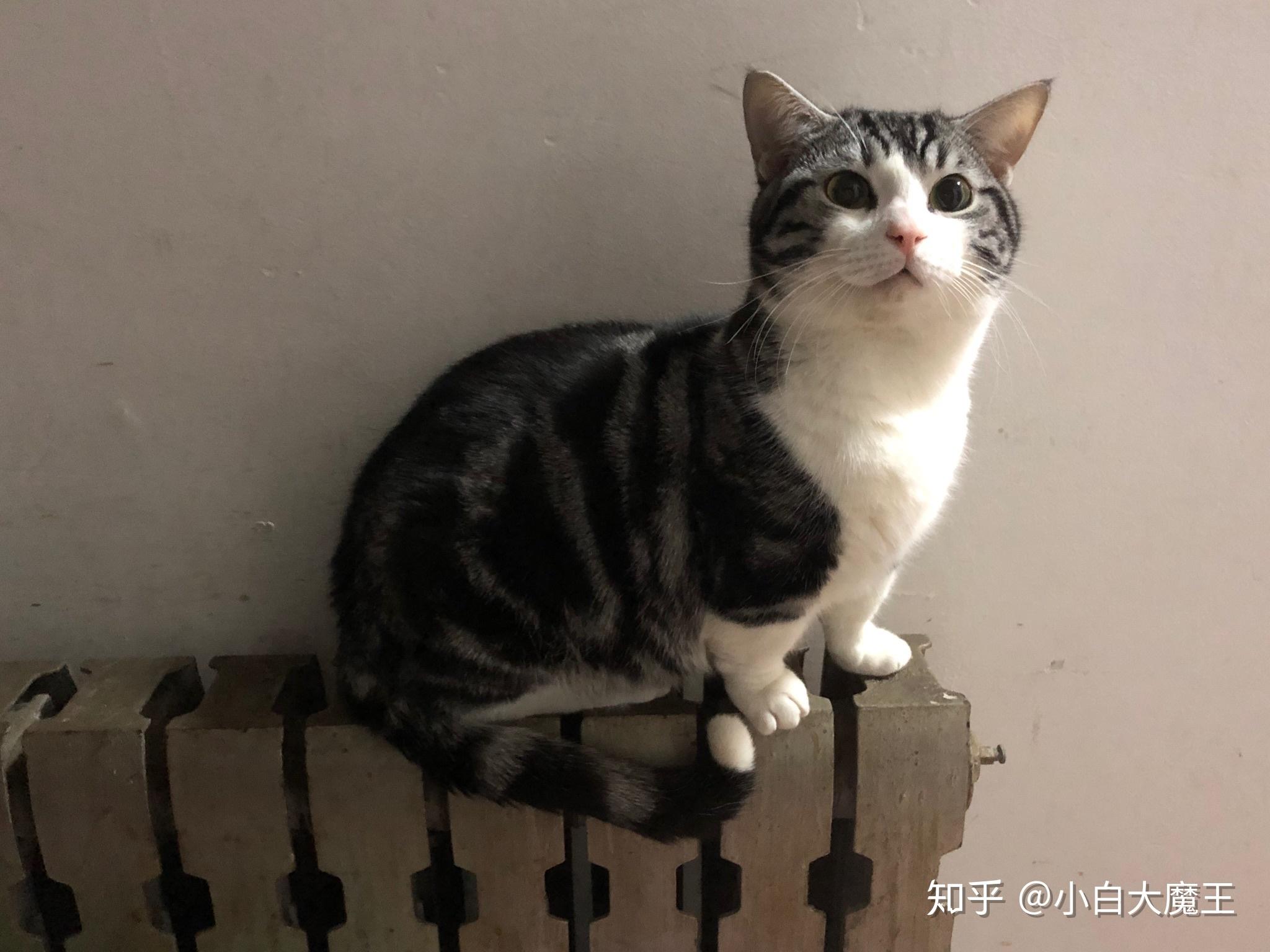 请帮忙看下这是美短虎斑还是狸花猫呀或者串串