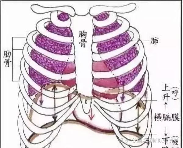 横膈膜位置