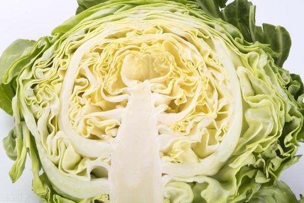 卷心菜选包的紧实的