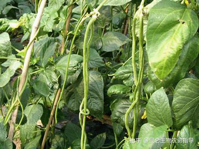 蔬菜豆角黄叶是什么病怎么治?豆角重茬根腐用什么药好