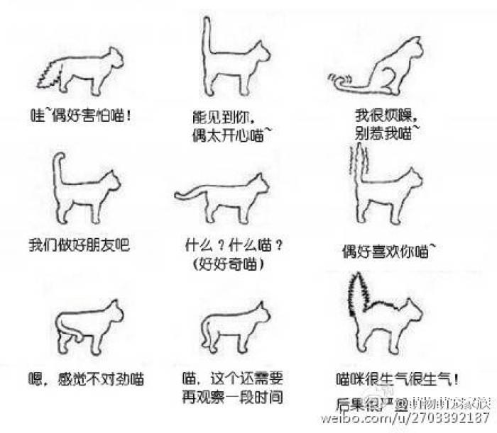 猫咪摇尾巴有几种情况分别代表什么心情