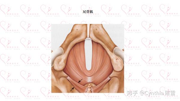 尾骨肌