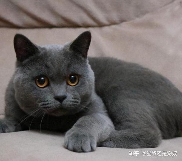 猫咪排行榜:最多人养的7种猫,有你家猫吗?