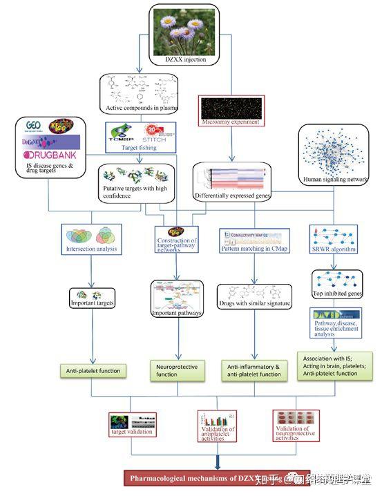 网络药理学研究揭示灯盏细辛抗血小板聚集和神经保护的作用机制