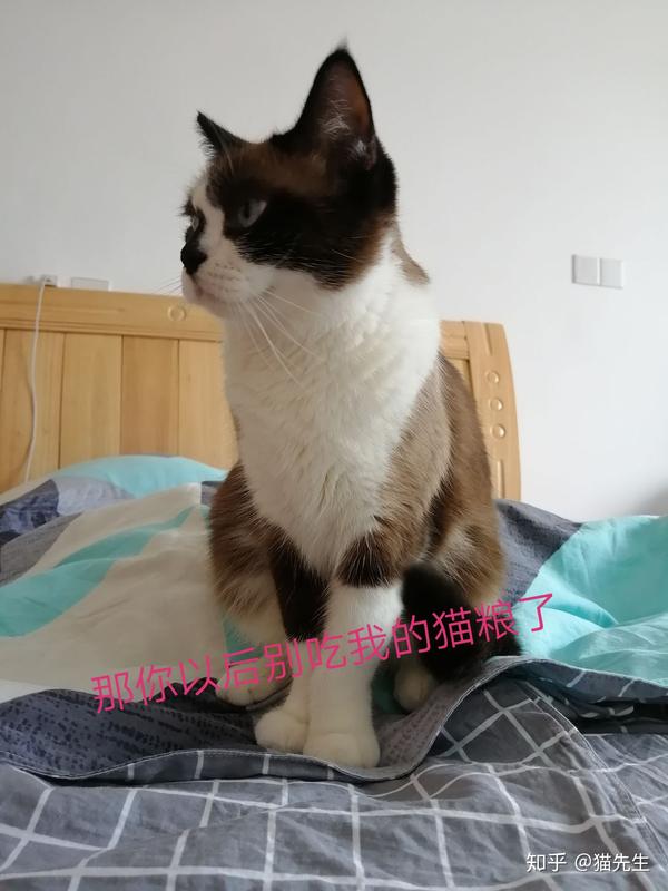 橘猫与布偶的灵魂对白