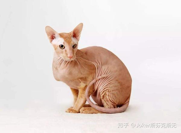 顿斯科伊