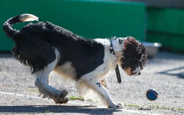 史宾格犬起源于英国,又称英国激飞烈犬,英国跳猎犬.