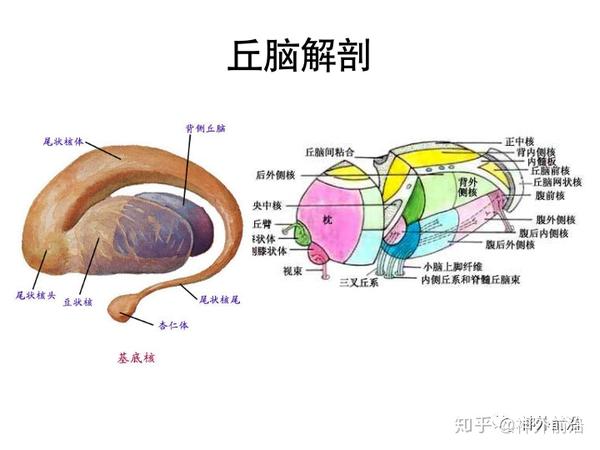 解剖课件| 基底节-内囊-丘脑解剖