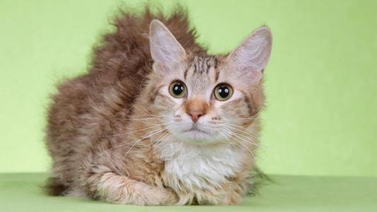 猫咪品类大全时髦的电烫卷猫
