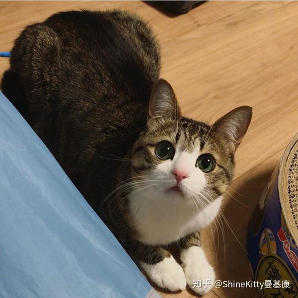 7万粉丝的suzume,他是一只狸花猫也可以说是大田园猫,据主人说是"混血