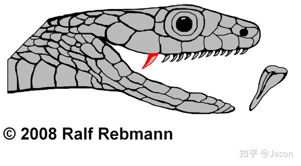后沟牙类,图为非洲树蛇属.图片来源:http/www.gifte.