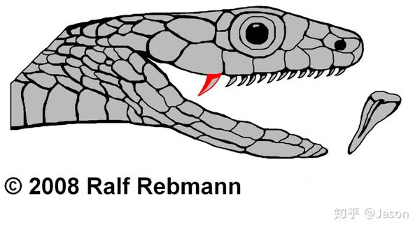 后沟牙类,图为非洲树蛇属.图片来源:http://www.gifte.