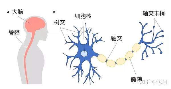 成年人的大脑永不再产生新的神经元?那怎么办!