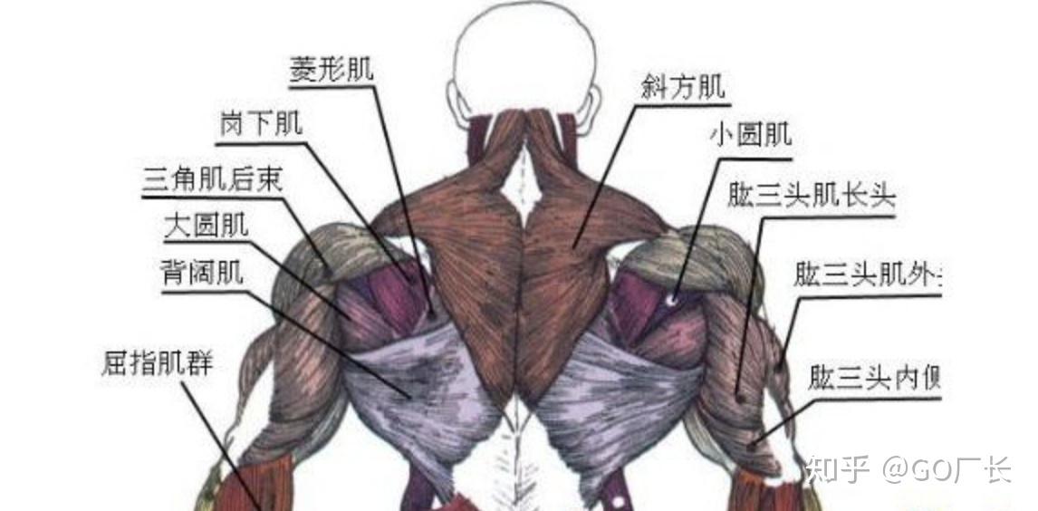 如何锻炼背部肌肉
