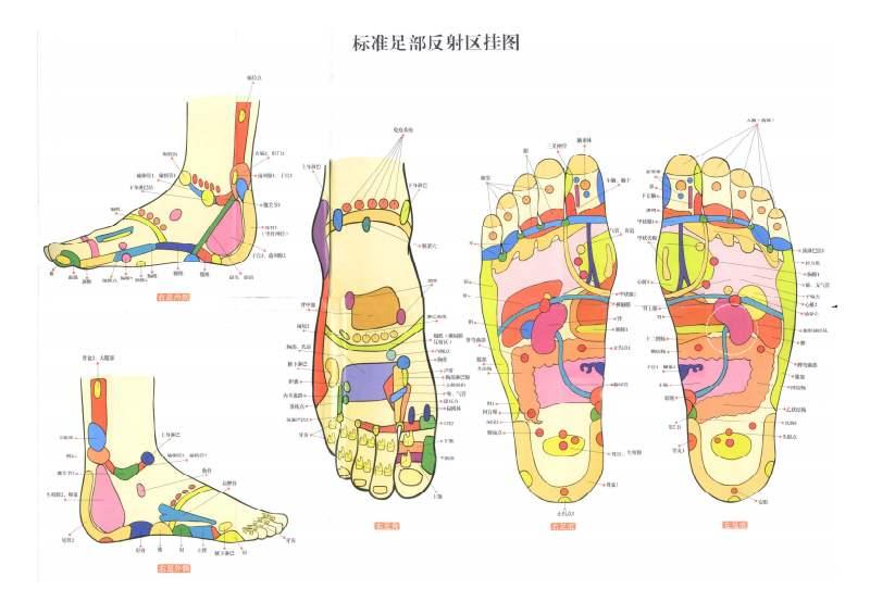 分享美业从业经验,结交美业朋友  31,肛门直肠反射区(脚内侧) 此处能