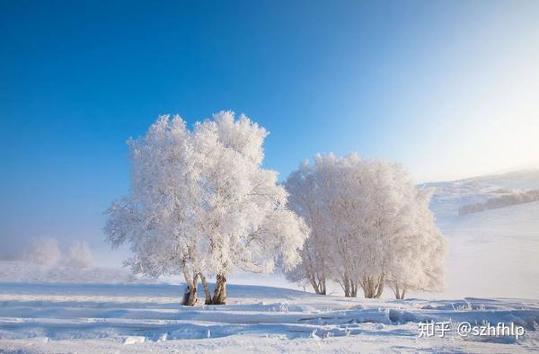 冬季白桦林