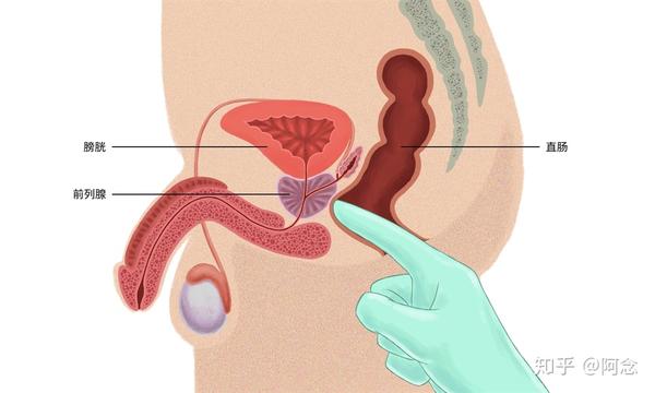 提到前列腺,这条被称为男人「生命腺」的具体位置,很多人不知道.