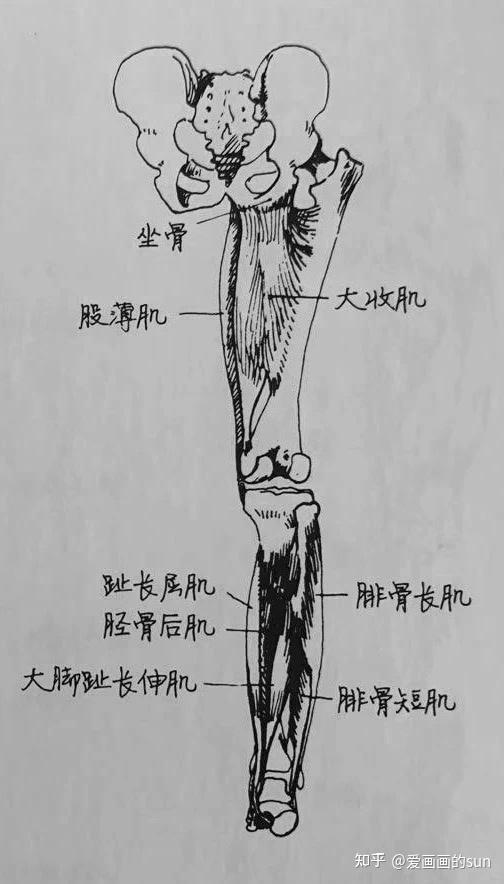 ▼背面股薄肌形成了大腿内侧轮廓.大收肌发端于坐骨与股骨相连.