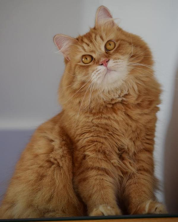 身为西伯利亚猫,本来就胖…还偏偏生成了橘猫 我对于自己的体重很堪忧