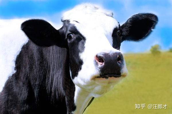 激素,转基因,荷尔蒙等会改变奶牛自然生长规律的药物,一律禁止使用