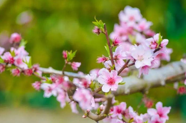 春天西安赏花地图来了