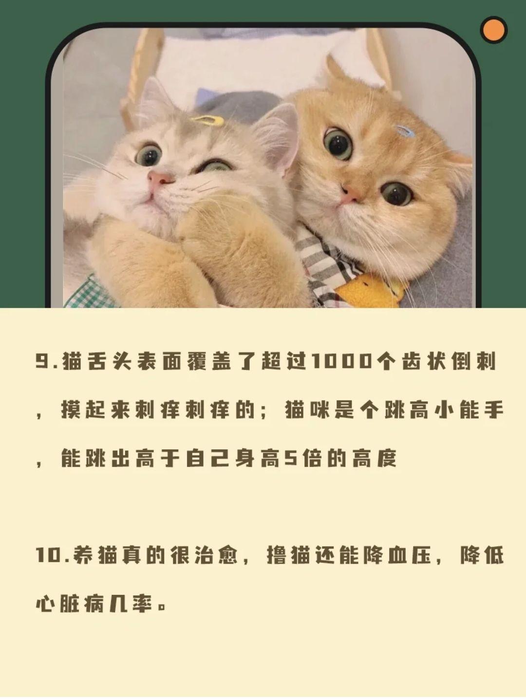 猫咪冷知识