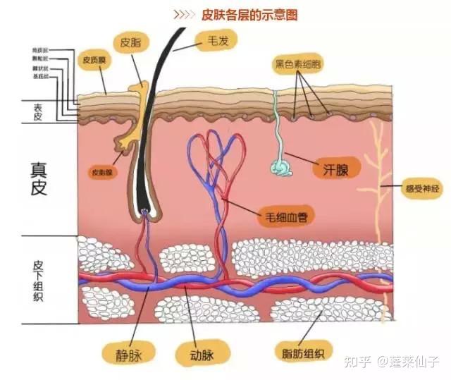 皮肤真皮结构