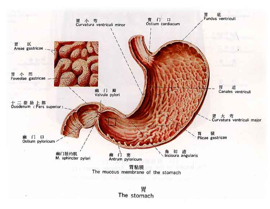 胃的形态,分部和粘膜