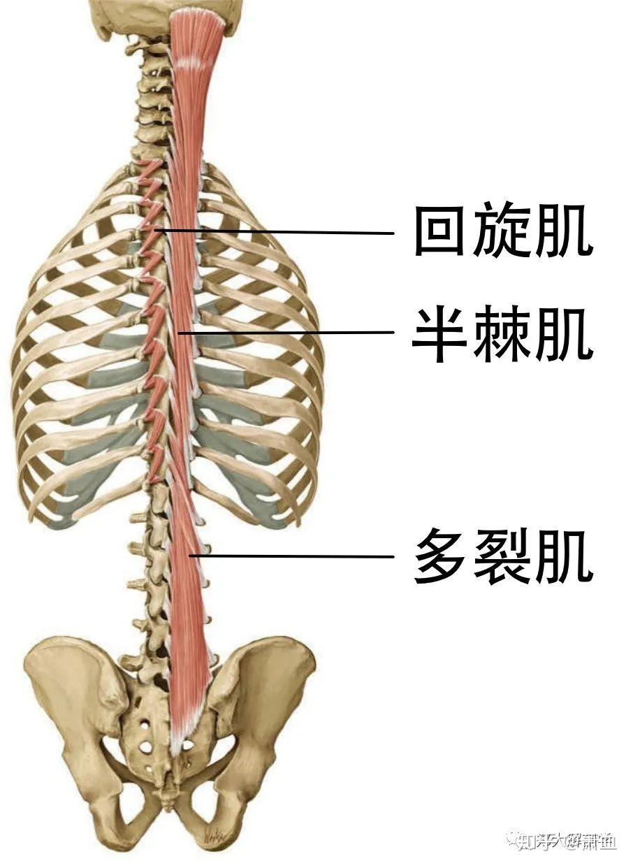 横突棘肌