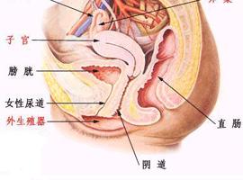 尿路感染为何更亲睐女性