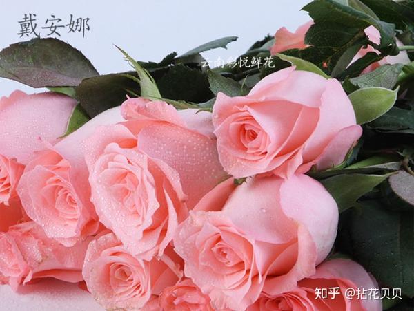 认识花材|这9款粉玫瑰品种你都认识吗