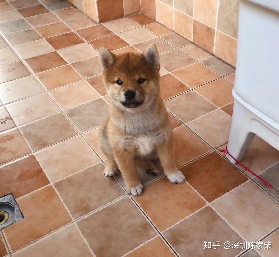 关于柴犬毛色的一些感想