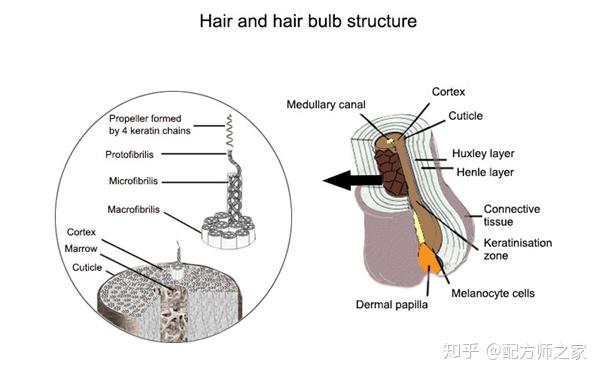 头发的结构和组成一