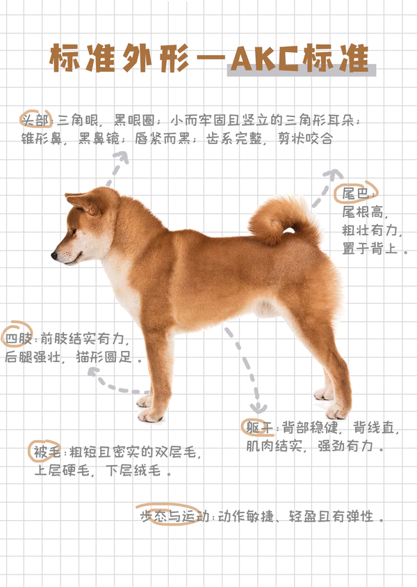 柴犬的前世今生