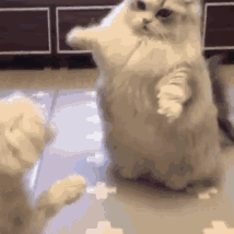 猫咪动态沙雕表情包