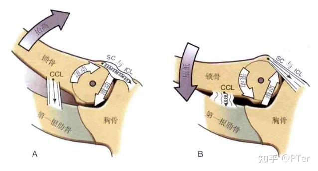 肩关节关节构造及运动学之胸锁关节