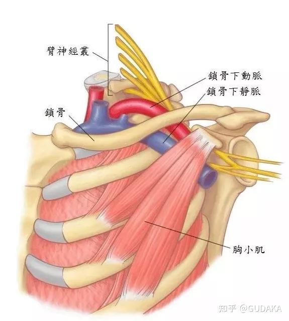 供应上肢的神经( 臂神经丛) ,血管( 锁骨下动/静脉 ) 由 颈椎出发