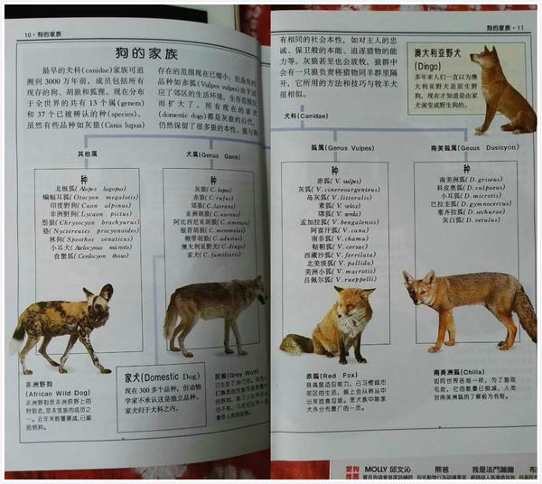 一,   首先说说"犬科动物"