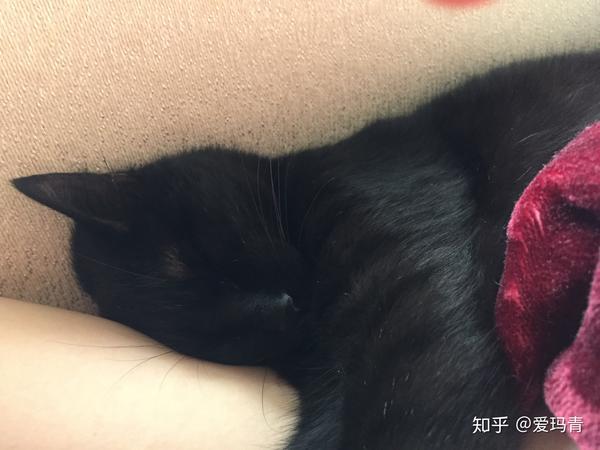 家里养了一只黑猫是一种什么样的体验?